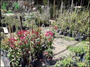Vivero Argüello 2