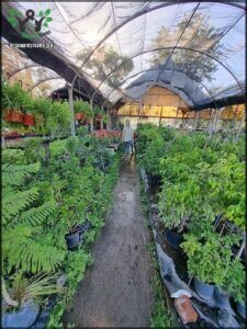 Vivero Argüello