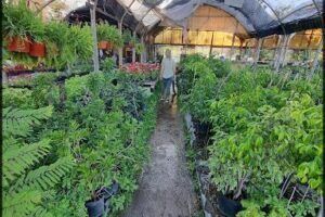 Vivero Argüello