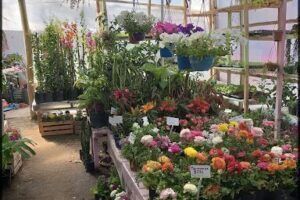 Vivero Arte Verde Neuquén