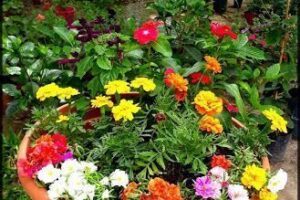 Vivero Autopista