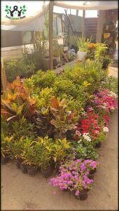 Vivero Caa Guazu