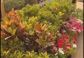 Vivero Caa Guazu
