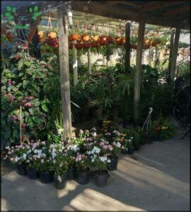 Vivero Corrientes