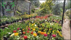 Vivero Cultivos Akamine