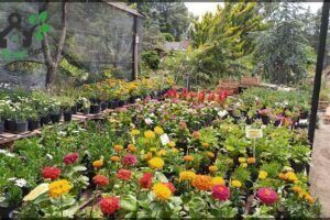 Vivero Cultivos Akamine