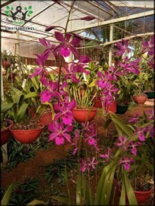 Vivero de Orquideas