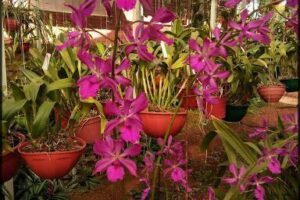 Vivero de Orquideas