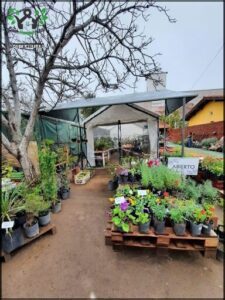 Vivero del Bajo