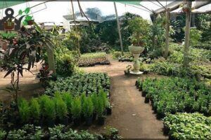 Vivero Del Norte