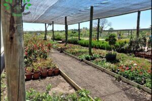 Vivero El Bosque Darwin