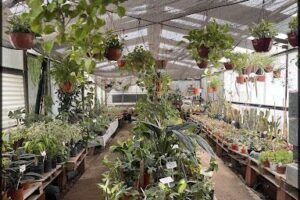 Vivero el cerezo