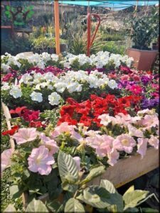 VIVERO EL JARDIN PRIMITIVO