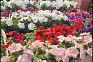 VIVERO EL JARDIN PRIMITIVO