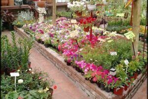 Vivero El Milagro