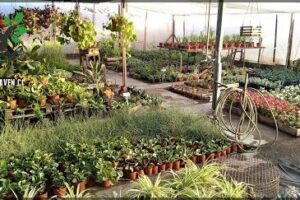 VIVERO EL PENSAMIENTO