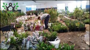 Vivero El Pepa - Venta de plantas por mayor y menor