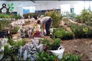 Vivero El Pepa - Venta de plantas por mayor y menor
