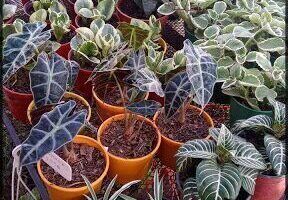 Vivero Flor de Lis