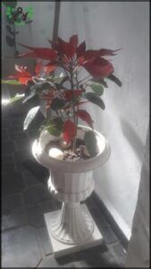 Vivero gorriti 0