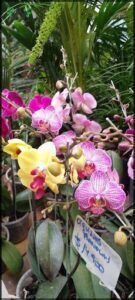 Vivero gorriti 1