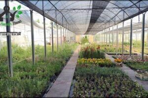 Vivero Green Space
