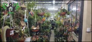Vivero Guaritay
