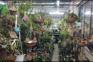 Vivero Guaritay