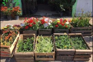 Vivero güemes