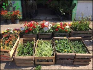 Vivero güemes