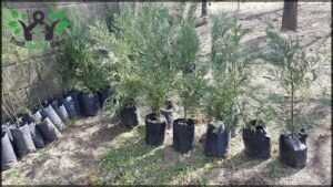 Vivero IMPROFOP SAPEM 1