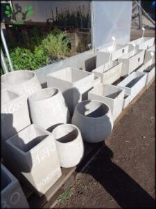 Vivero IMPROFOP SAPEM 2