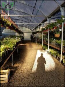 Vivero IMPROFOP SAPEM
