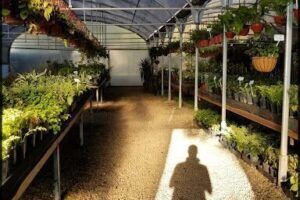 Vivero IMPROFOP SAPEM
