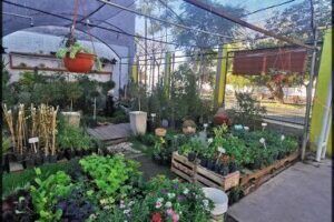 Vivero Jardín El Aljibe
