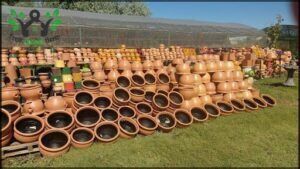 Vivero Jazmin