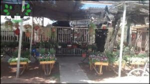 Vivero Kitty