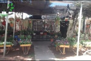 Vivero Kitty