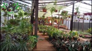 Vivero La Bella Flor