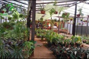 Vivero La Bella Flor
