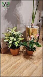 Vivero La Botica 2
