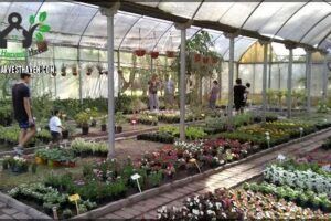Vivero La Candelaria