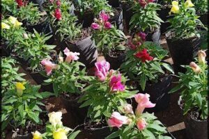 Vivero Las Durantas