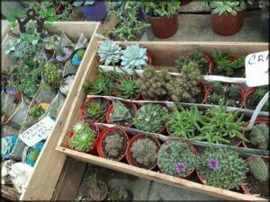 Vivero Las Gramíneas 0