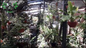 Vivero Las Orquideas,