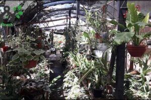 Vivero Las Orquideas,