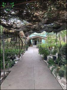 VIVERO LAS VERBENAS