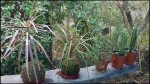 Vivero Le Petit Jardin