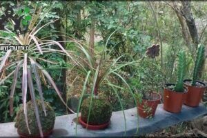 Vivero Le Petit Jardin