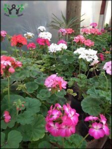 Vivero lluvia de oro flores y plantas